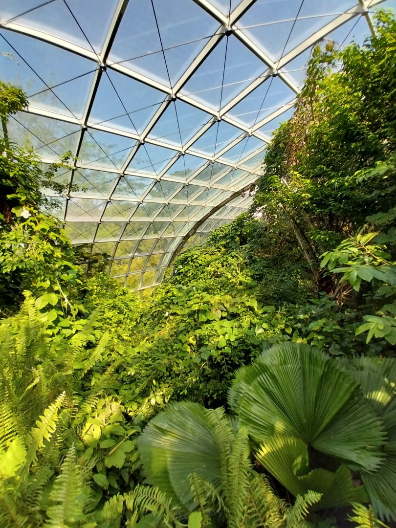 Rainforest House - Upper floor - Canopy