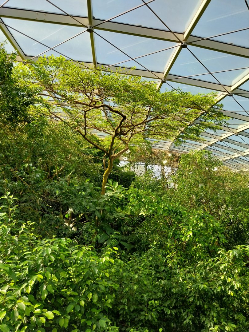 Rainforest House - Upper floor - Canopy