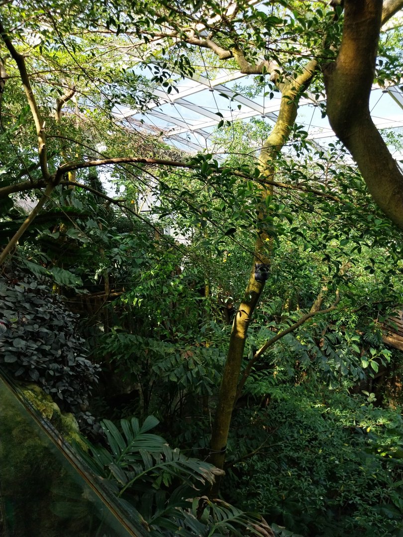 Rainforest House - Upper floor - Dense forest