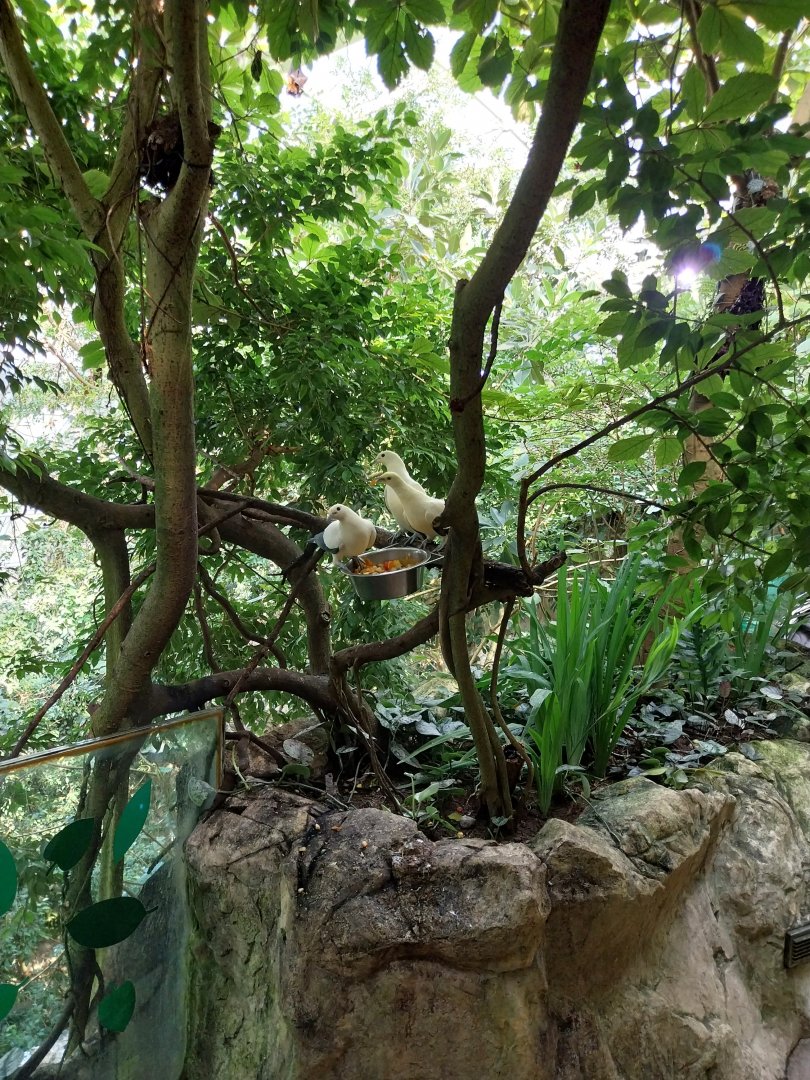 Rainforest House - Upper floor - Imperial pied pigeon (Ducula bicolor)