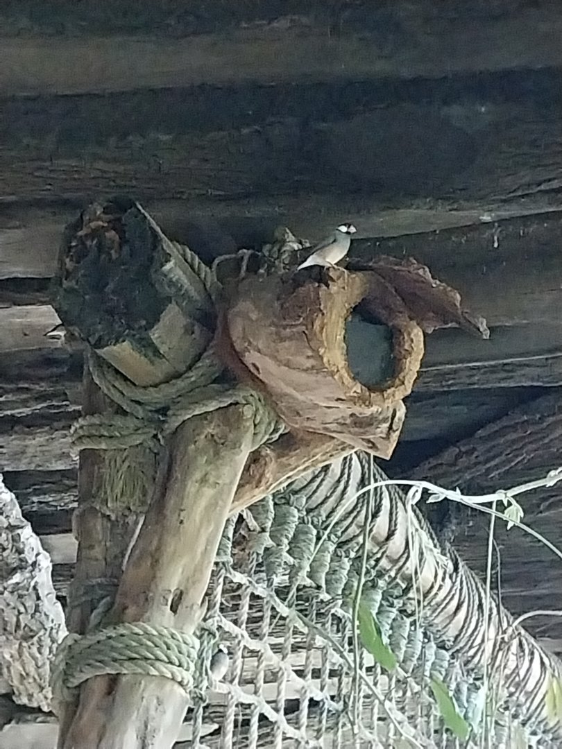 Rainforest House - Upper floor - Java sparrow (Padda oryzivora)