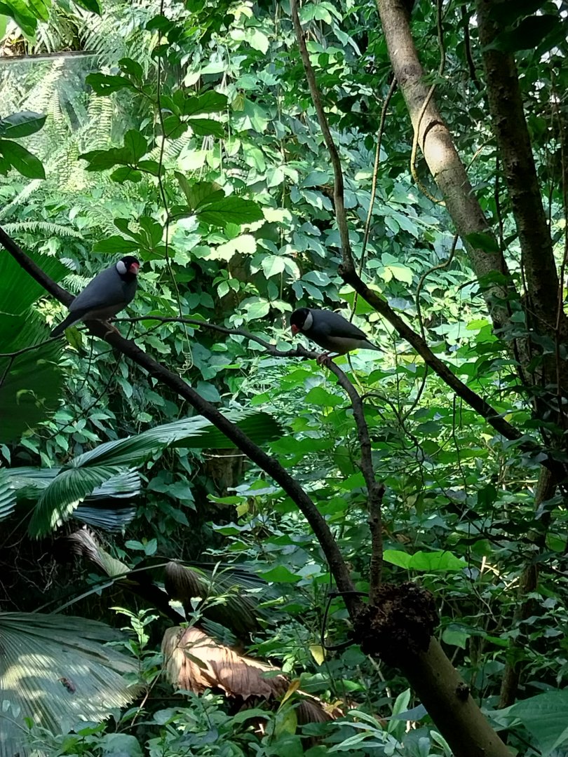 Rainforest House - Upper floor - Java sparrow (Padda oryzivora)