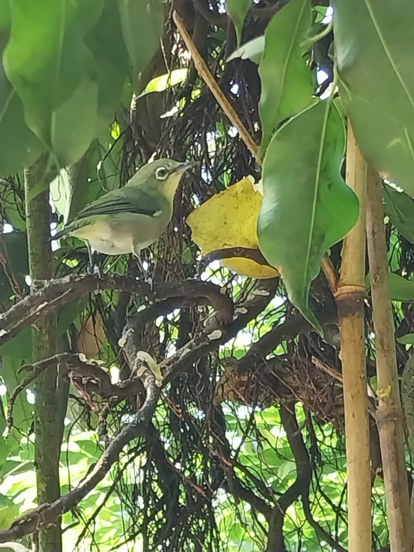 Rainforest House - Upper floor - Kilimanjaro white-eye (Zosterops poliogastrus euricrycotus)