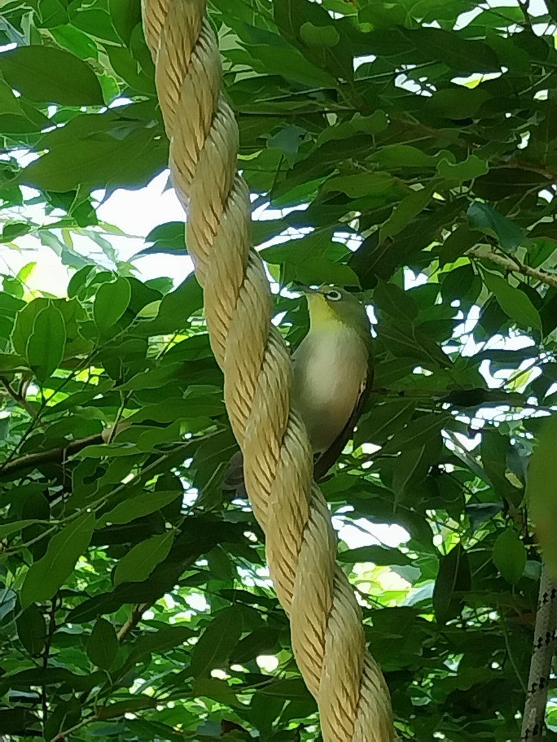 Rainforest House - Upper floor - Kilimanjaro white-eye (Zosterops poliogastrus euricrycotus)