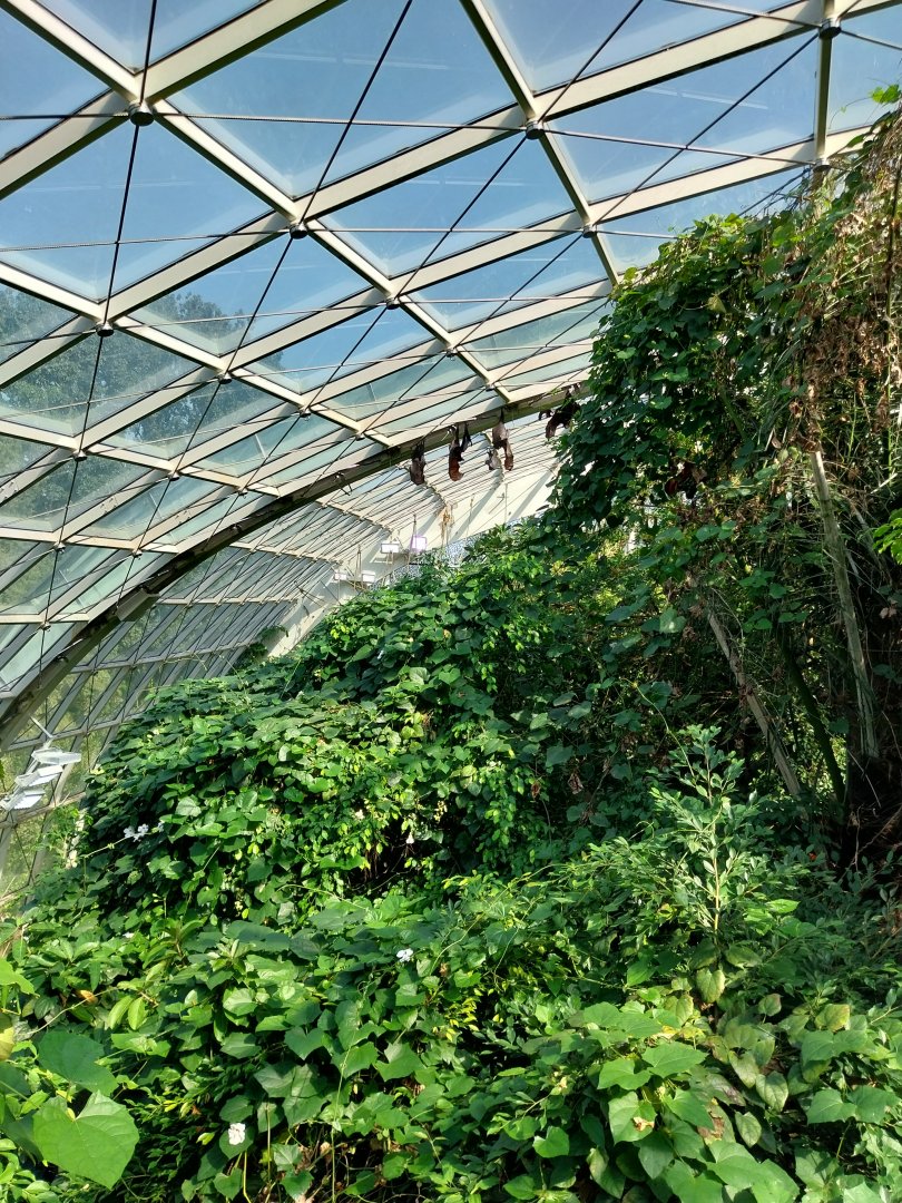 Rainforest House - Upper floor - Large flying fox (Pteropus vampyrus)