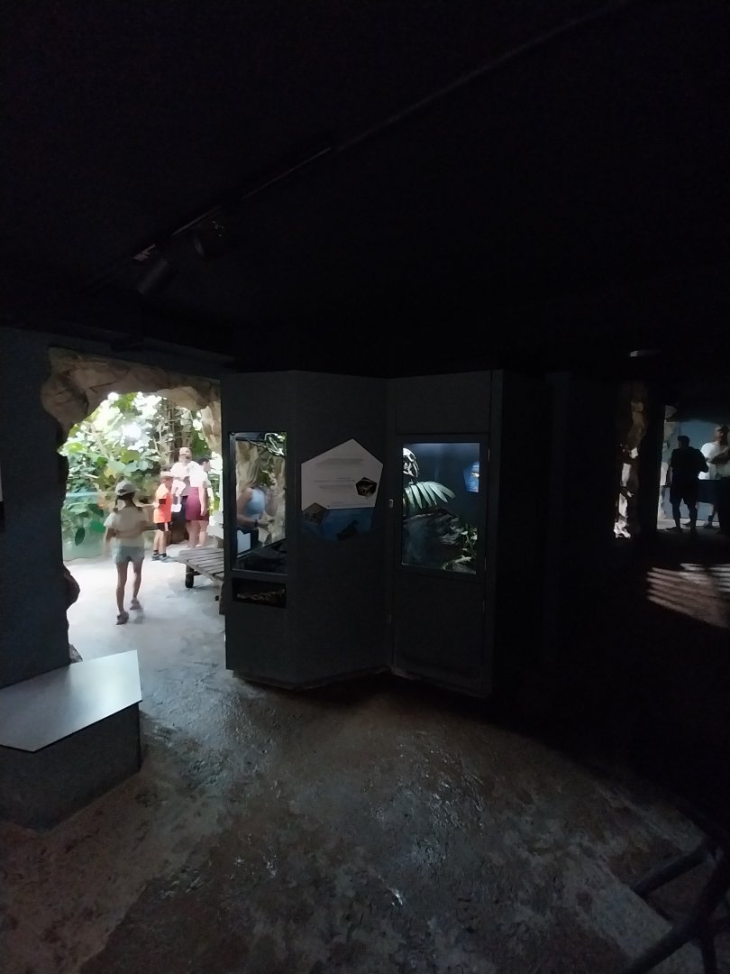 Rainforest House - Upper floor - Reptiles and insects