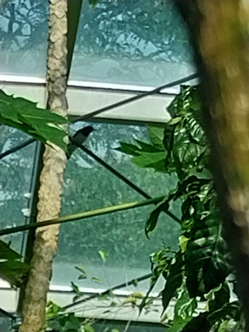 Rainforest House - Upper floor - White-breasted woodswallow  (Artamus eucoryn)