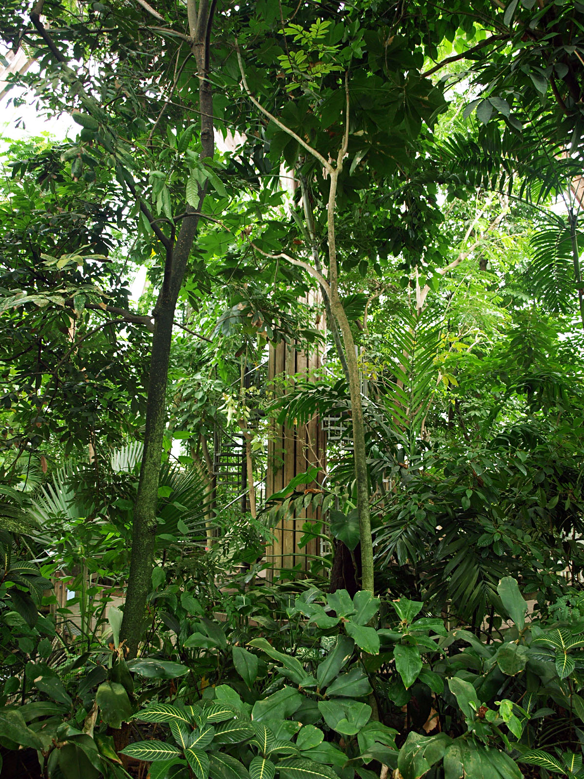 Rainforest house