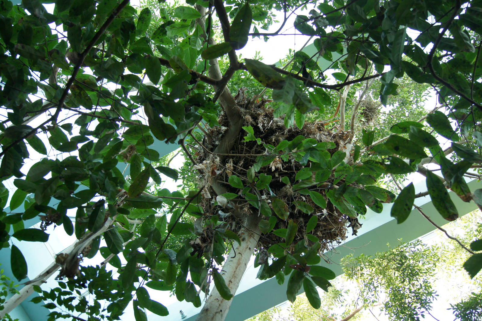 Rainforest Interior - Impressive Nest