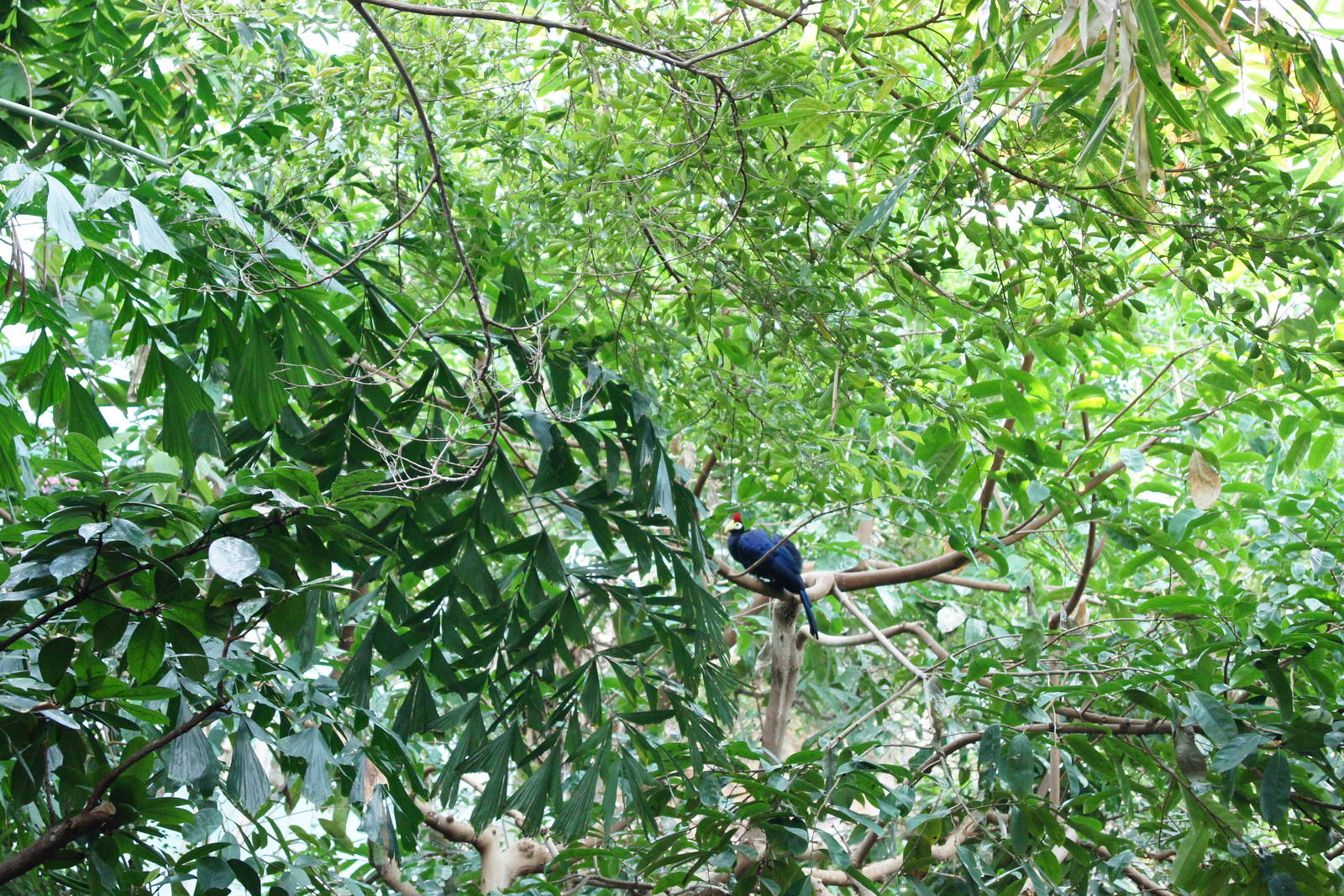 Rainforest Interior - Lady Ross Turaco