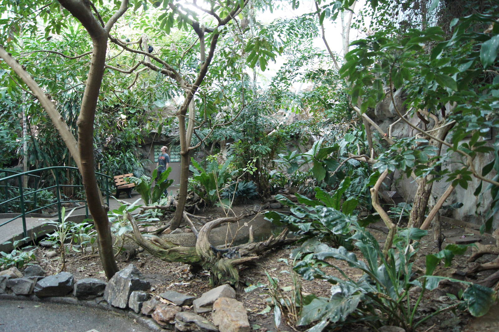 Rainforest Interior - Pond