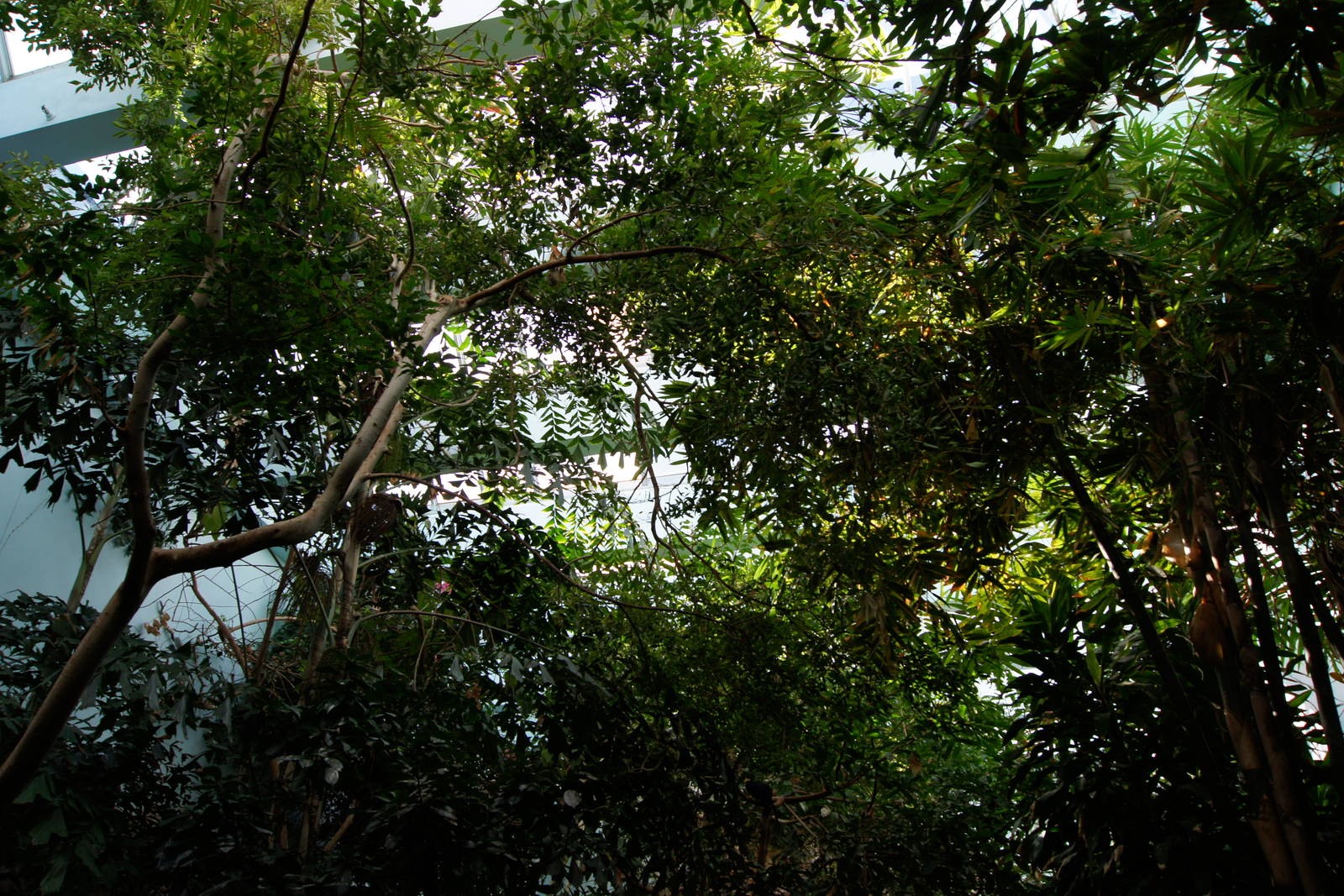 Rainforest Interior