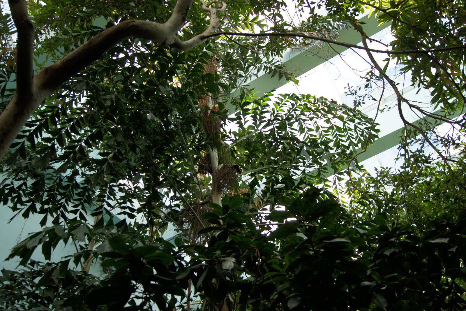 Rainforest Interior