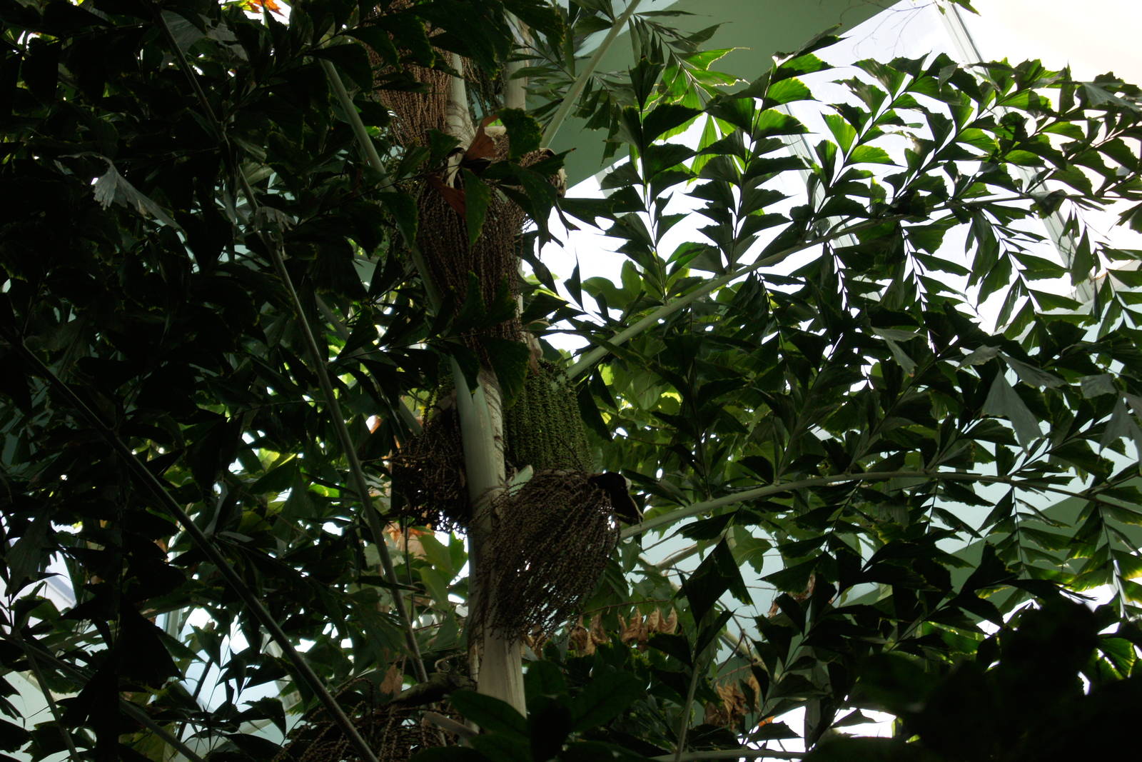 Rainforest Interior