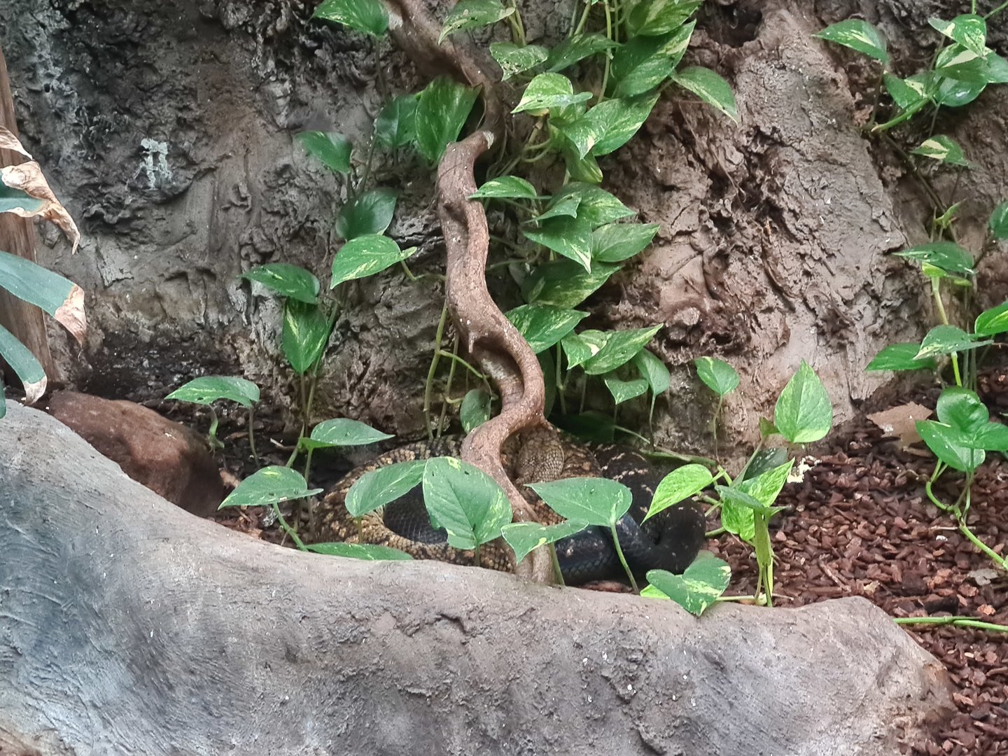Rainforest - Jamaican boa in Tapir Terrarium building