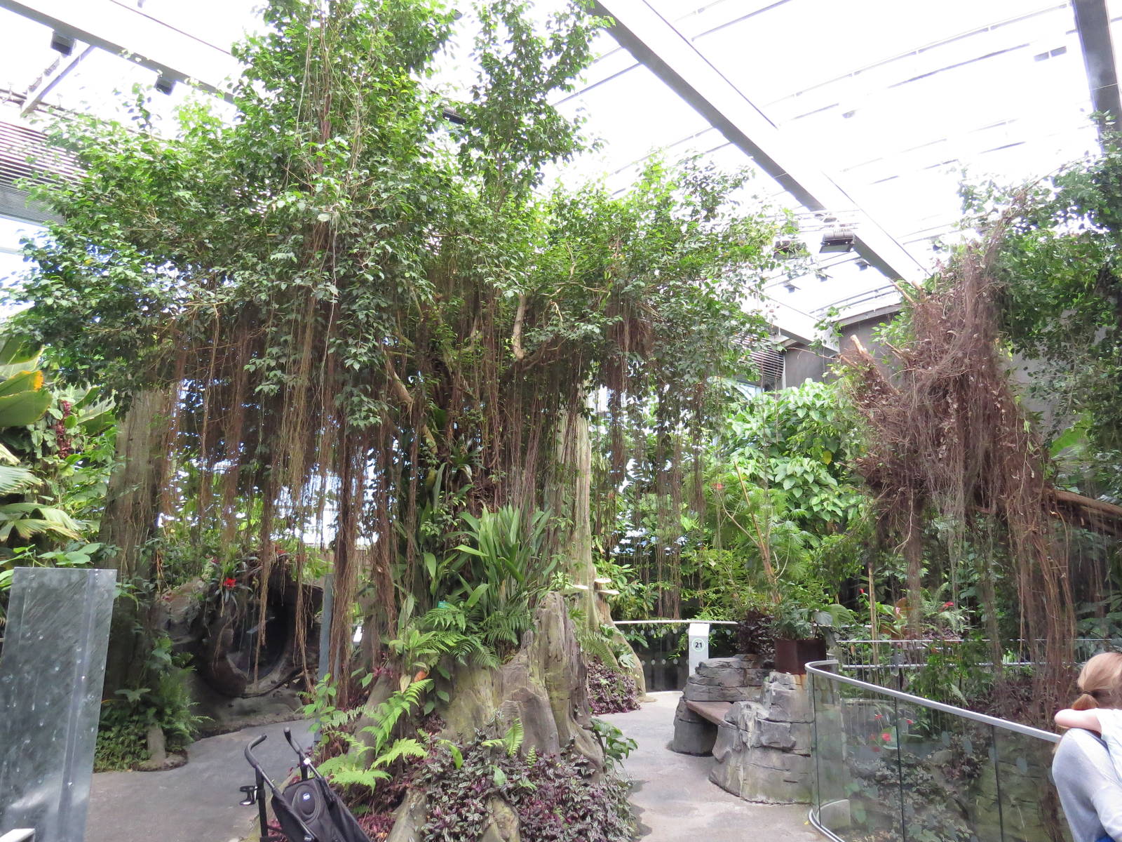 Rainforest, June 2015.