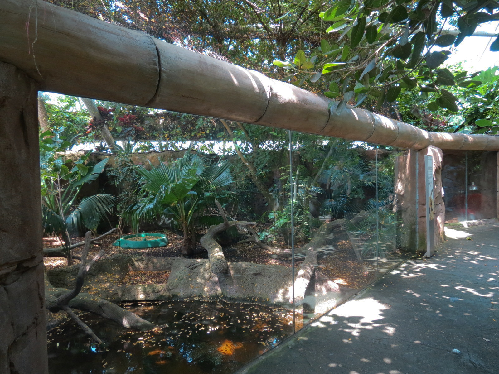 Rainforest - Komodo Dragon Exhibit