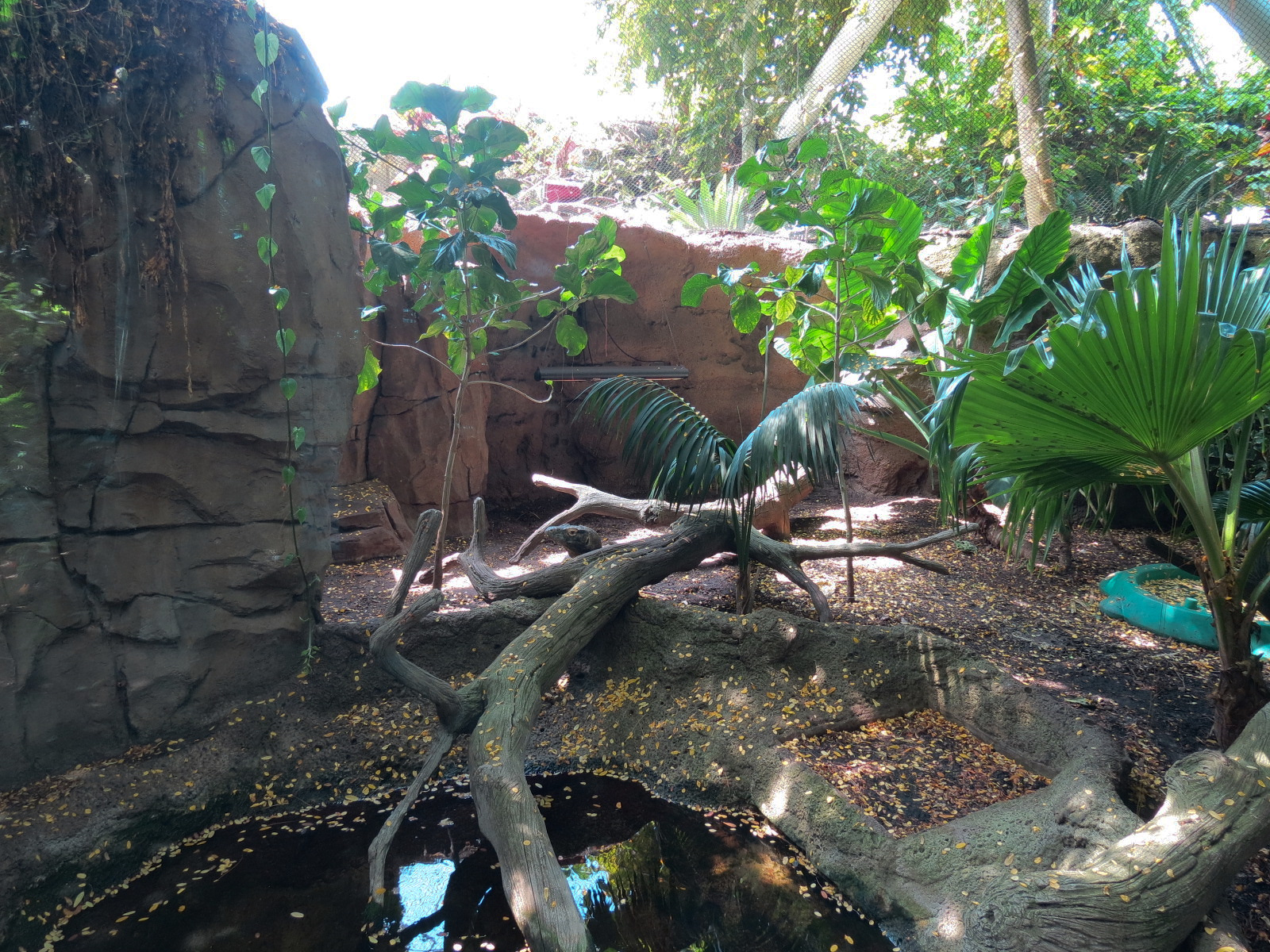 Rainforest - Komodo Dragon Exhibit