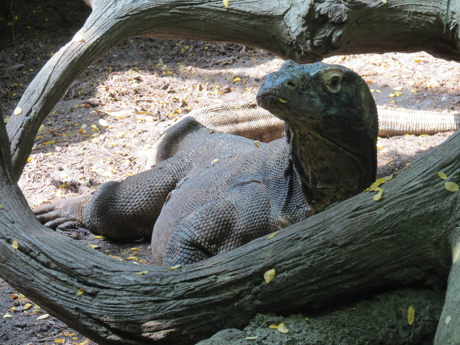 Rainforest - Komodo Dragon Exhibit