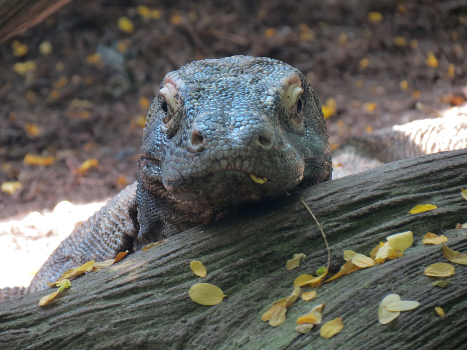 Rainforest - Komodo Dragon Exhibit