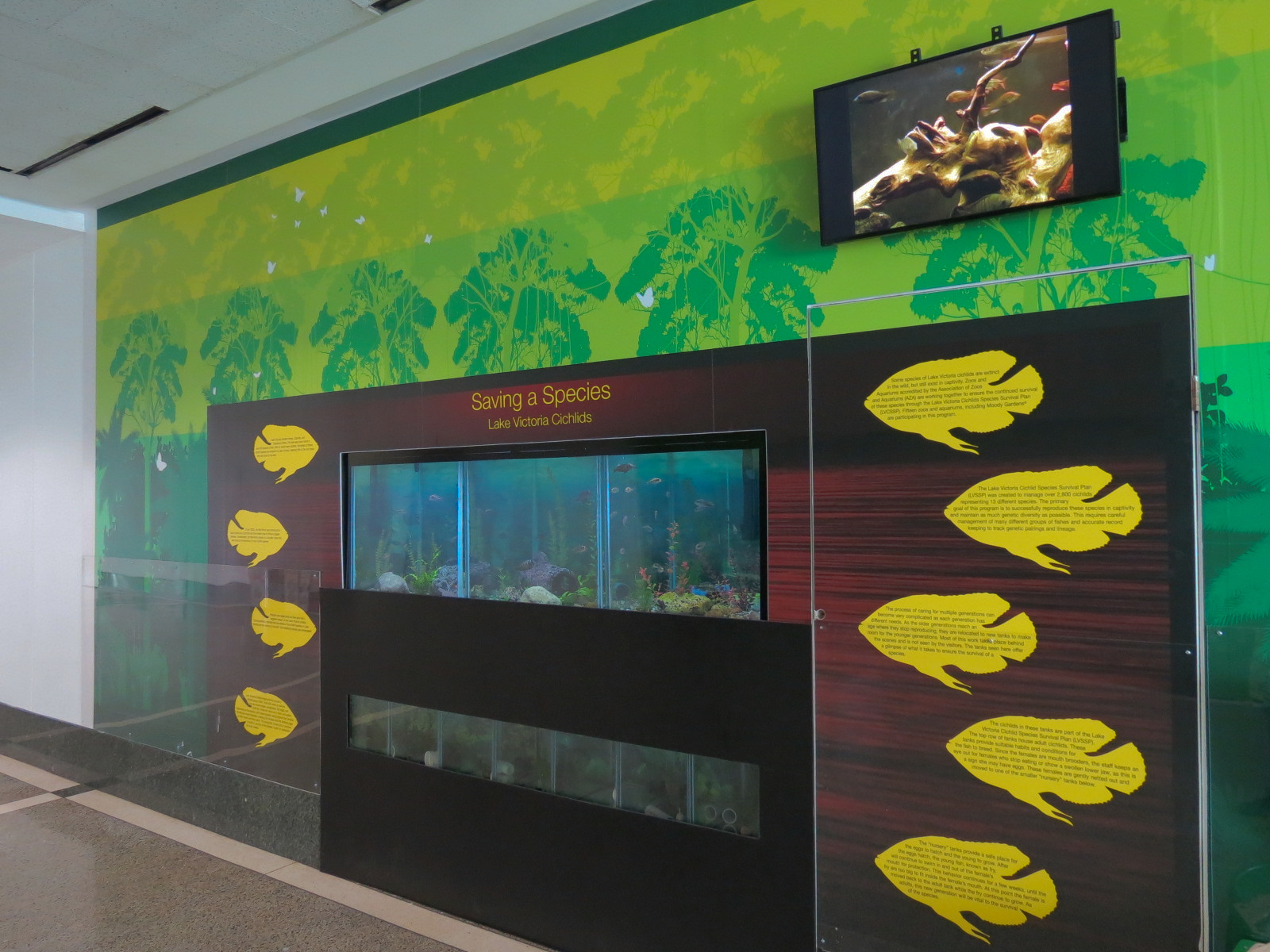 Rainforest - Lake Victoria Cichlids Exhibits