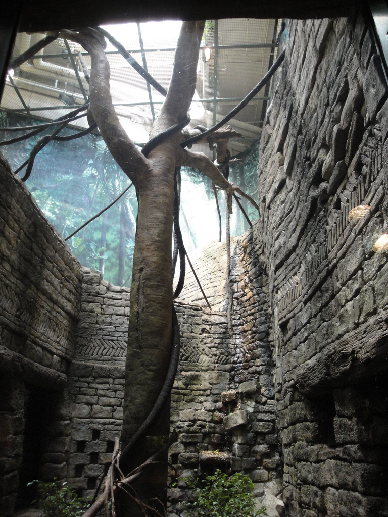 Rainforest - Langur Exhibit