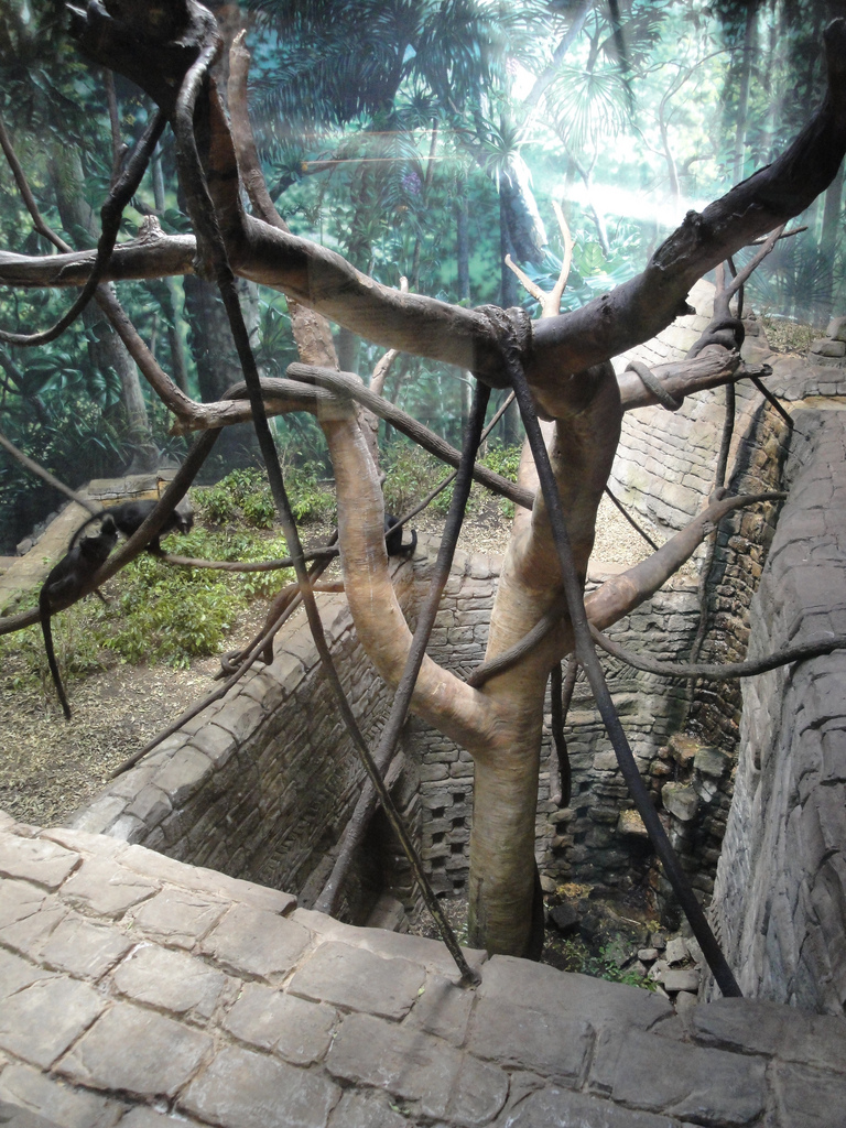 Rainforest - Langur Exhibit