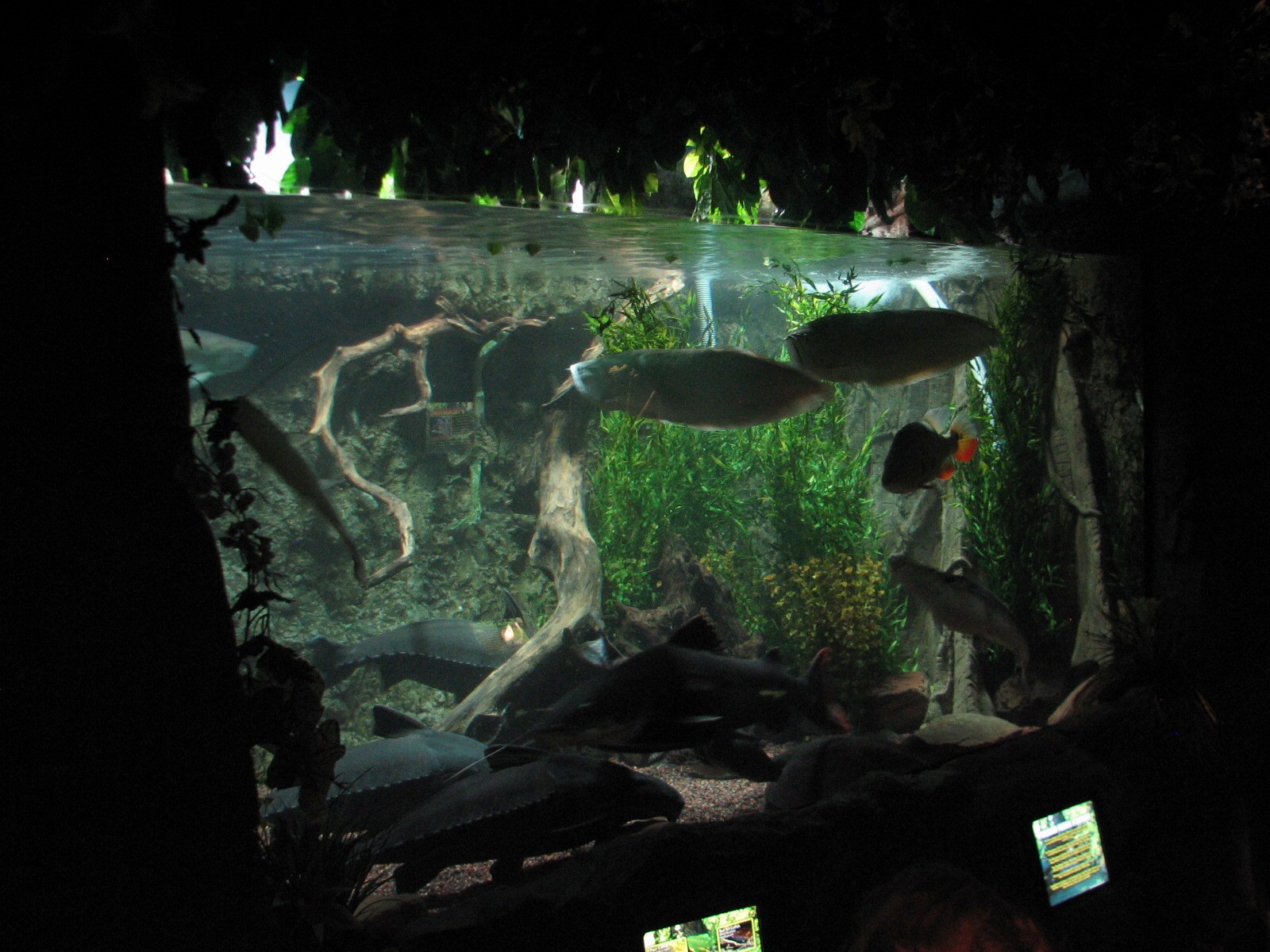 Rainforest - Large Rainforest Fish Exhibit