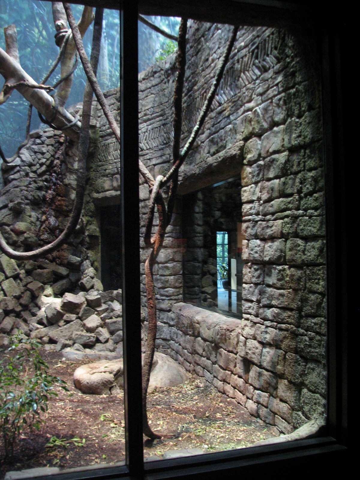 Rainforest - Leaf Monkey Exhibit