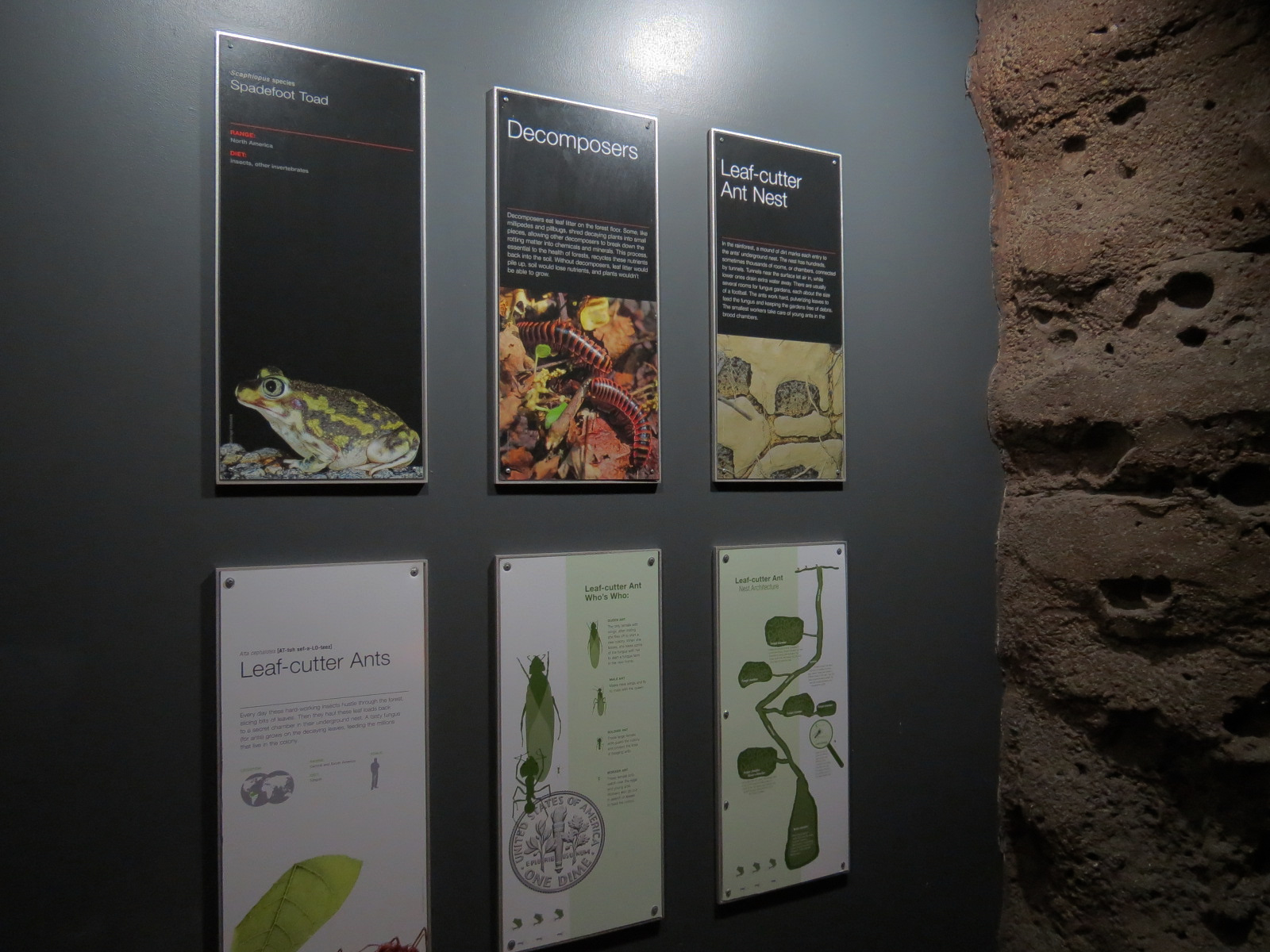 Rainforest - Leafcutter Ant Exhibit - Signage