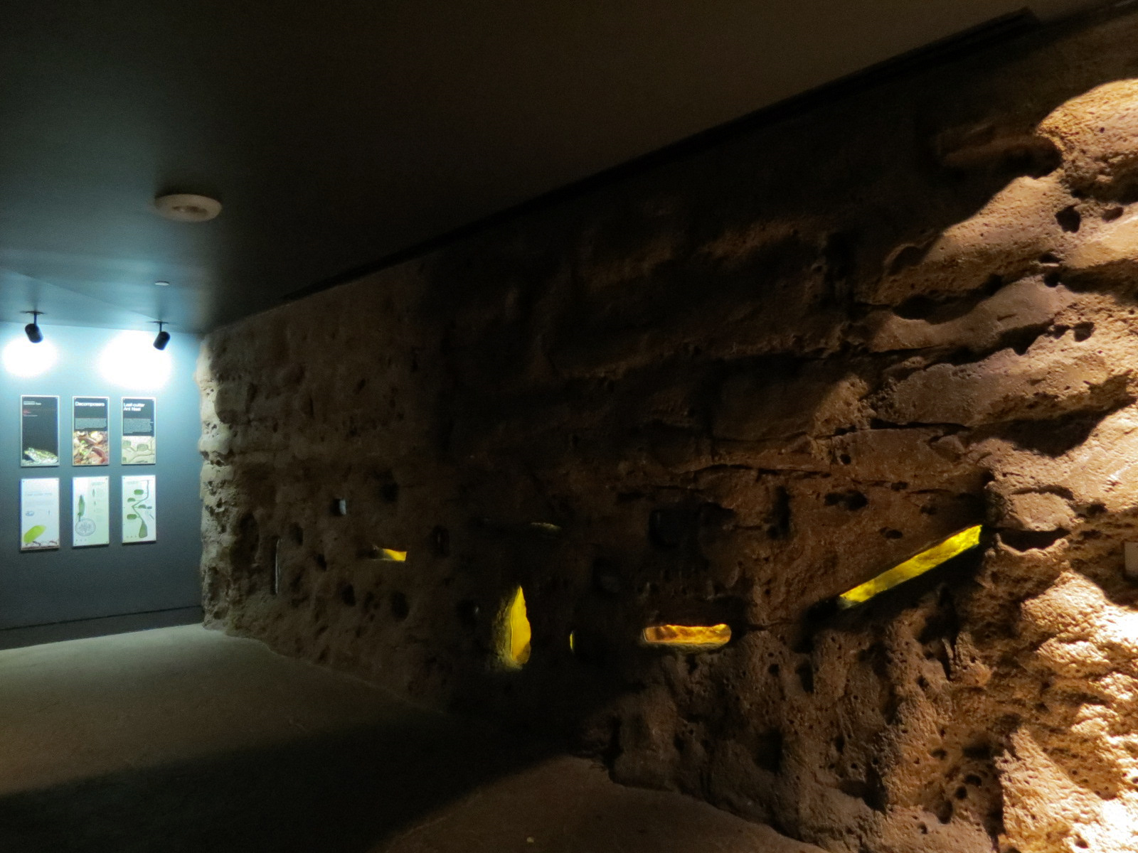 Rainforest - Leafcutter Ant Exhibit