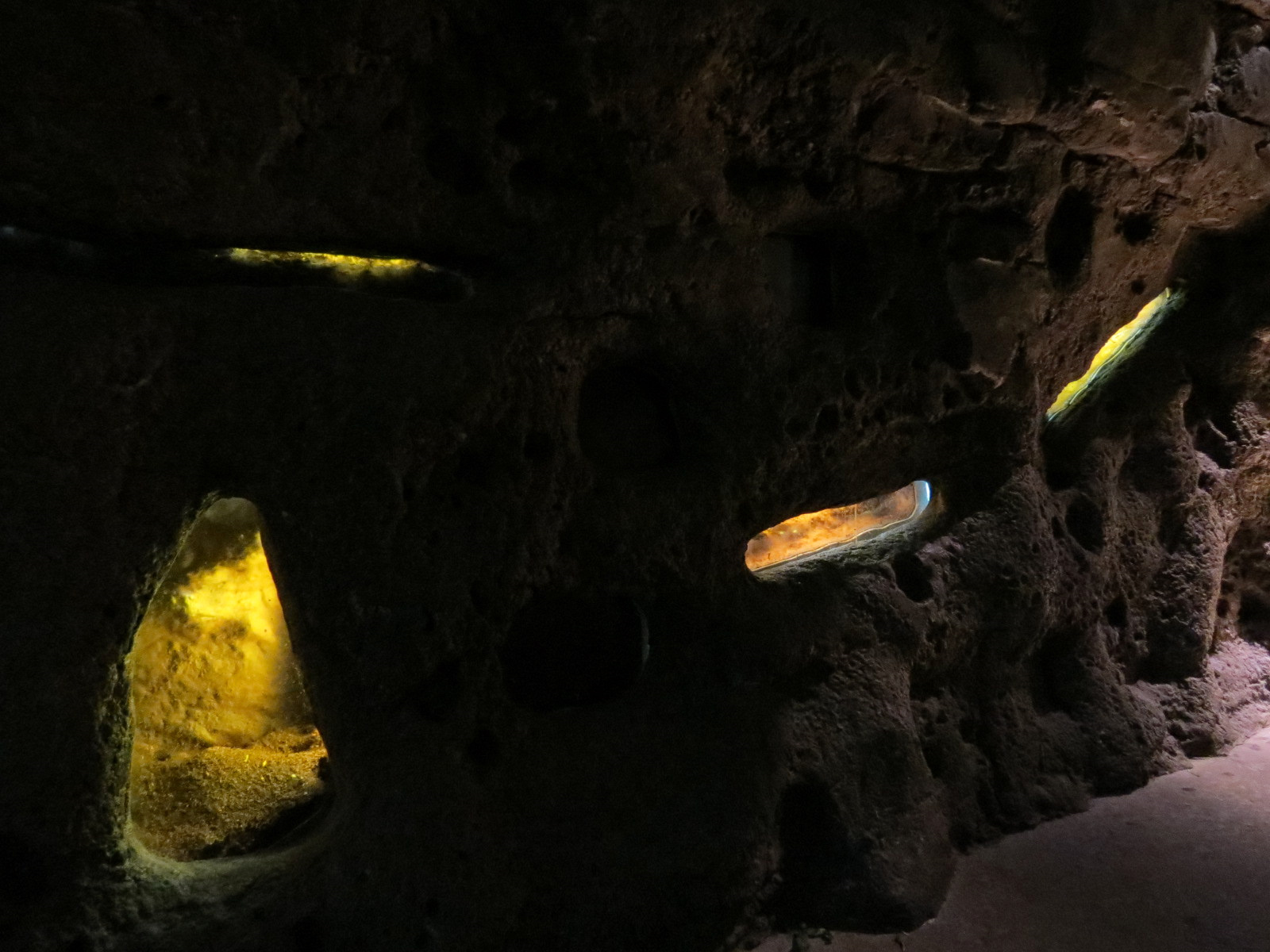 Rainforest - Leafcutter Ant Exhibit