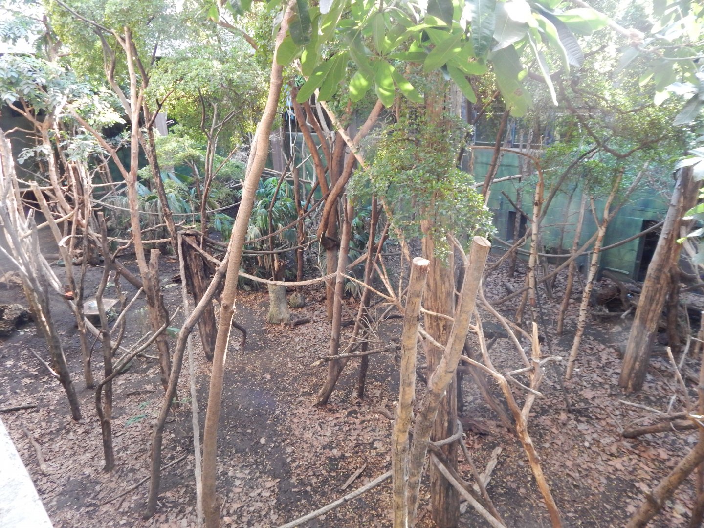 Rainforest Life 180322