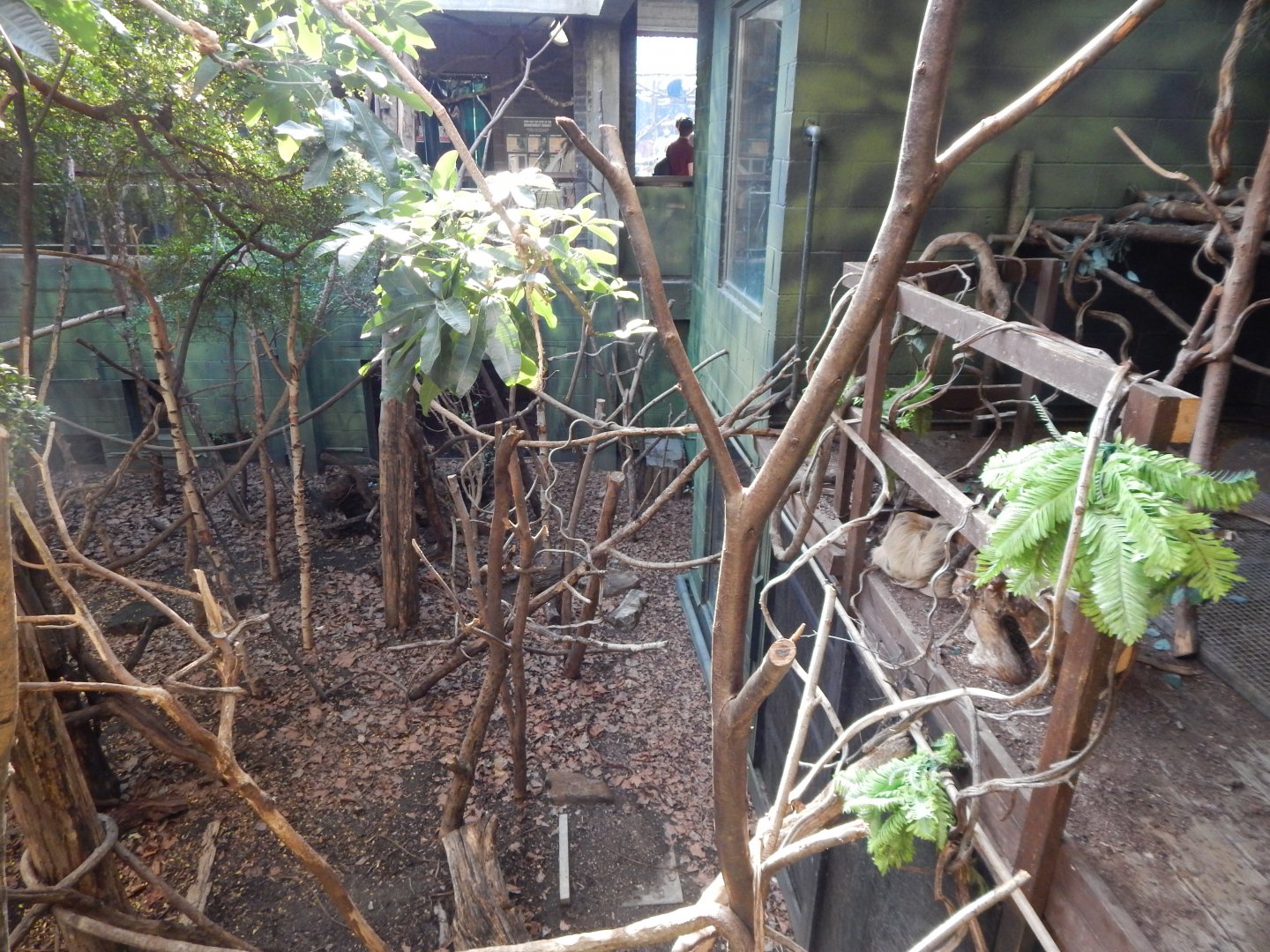 Rainforest Life 180322