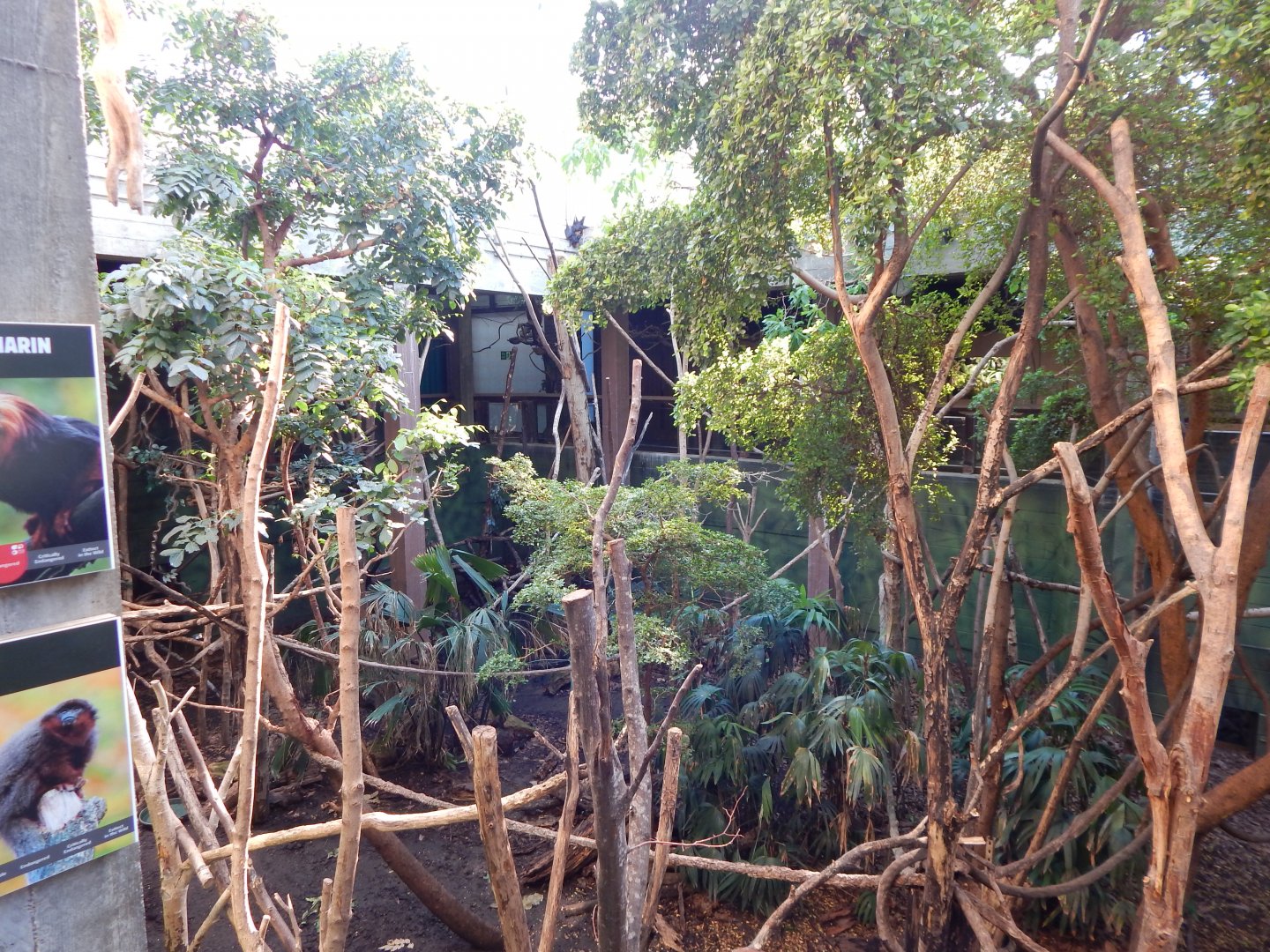 Rainforest Life 180322