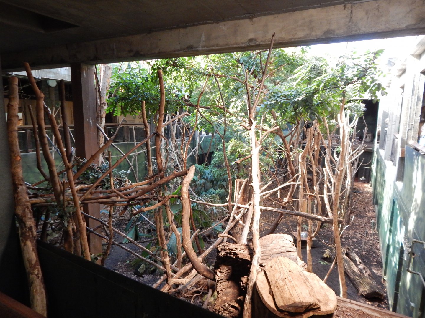 Rainforest Life 180322