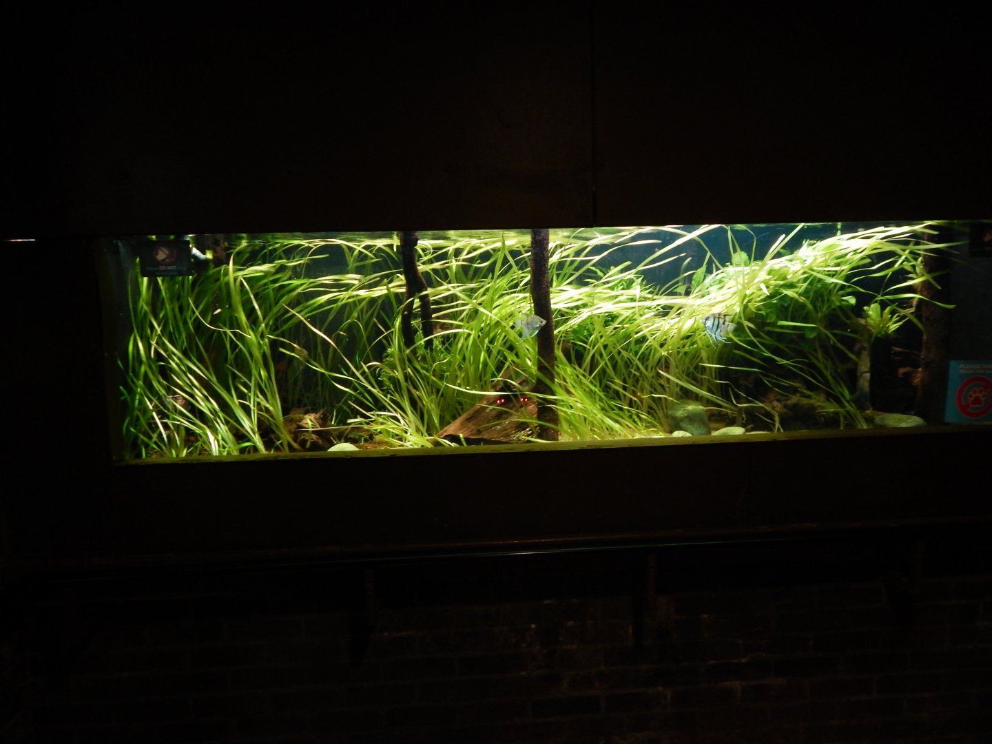 Rainforest Life - aquarium 180322