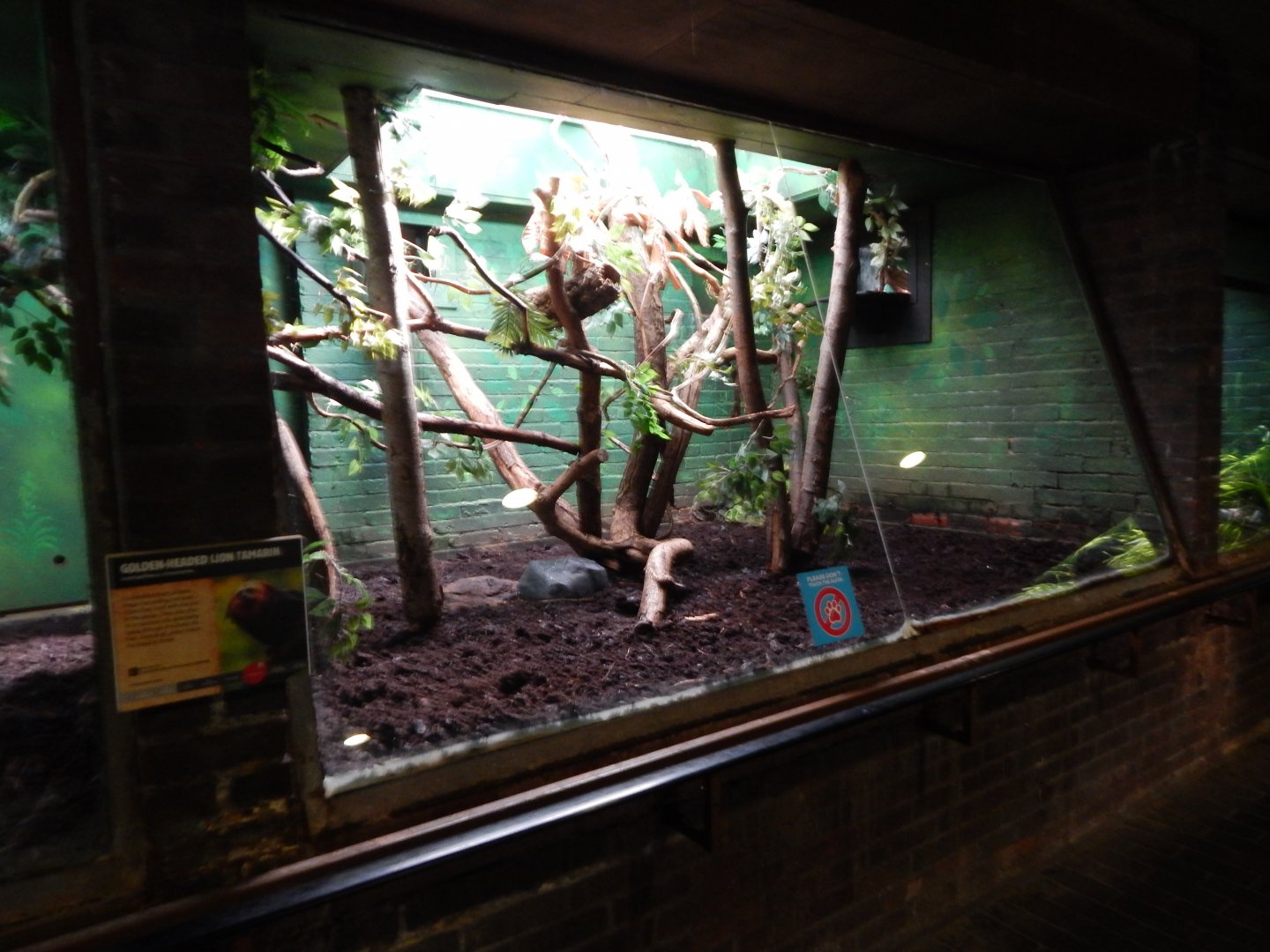 Rainforest Life - Golden-headed lion tamarin enclosure 180322