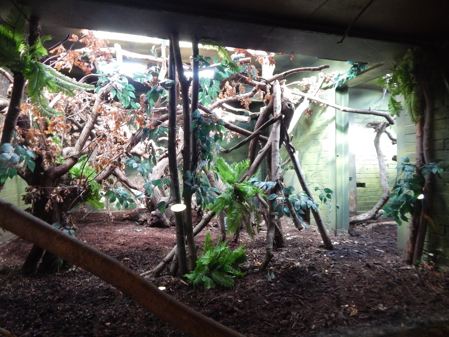 Rainforest Life - Golden lion tamarin enclosure 180322
