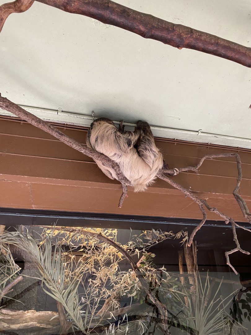 Rainforest Life - Linnaeus' two-toed sloth 180322