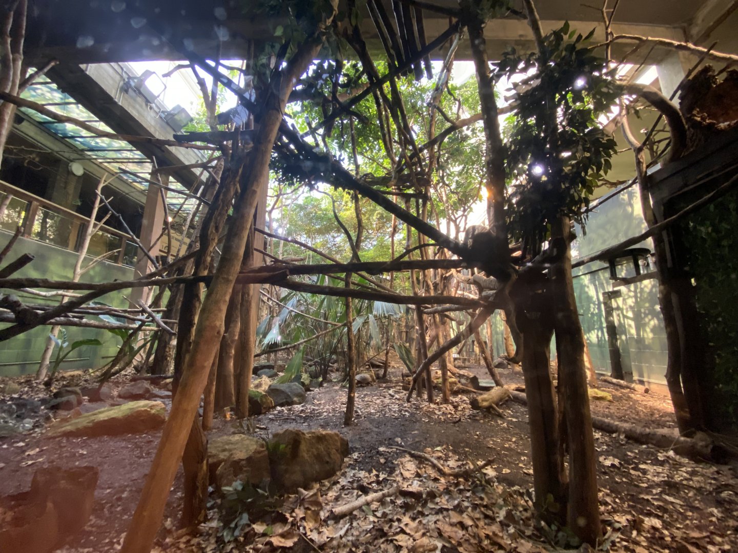 Rainforest Life - lower floor view 180322