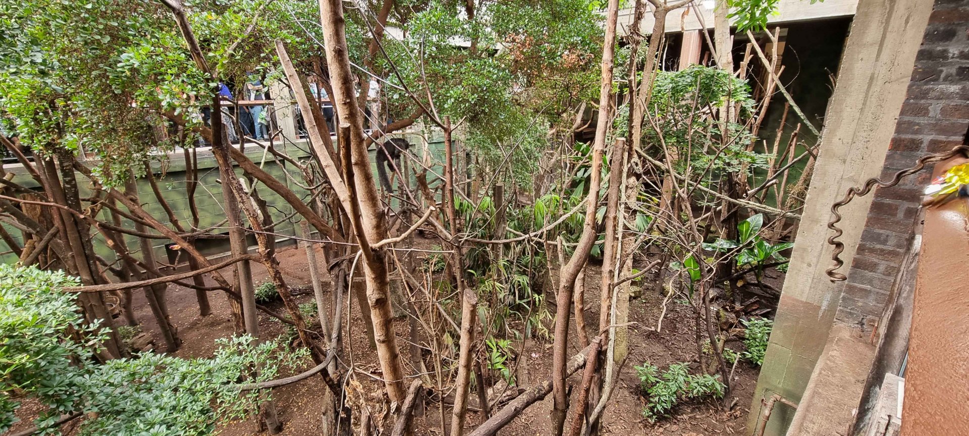 Rainforest Life - Main Walkthrough