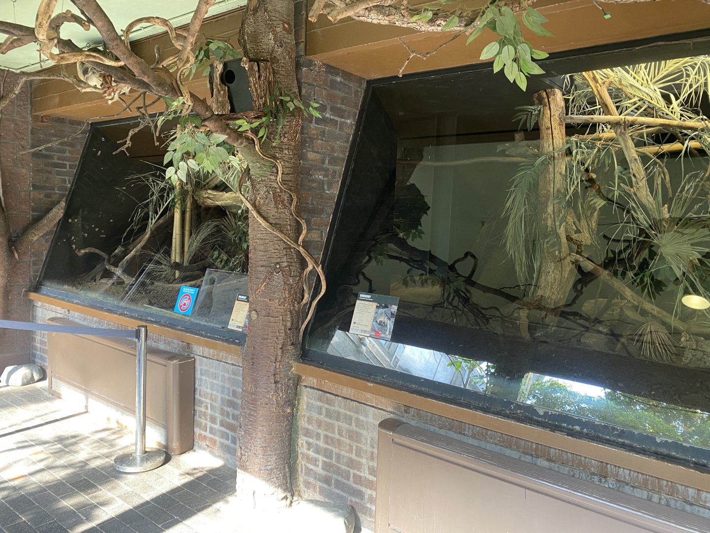 Rainforest Life - Narrow-striped boky enclosure 180322