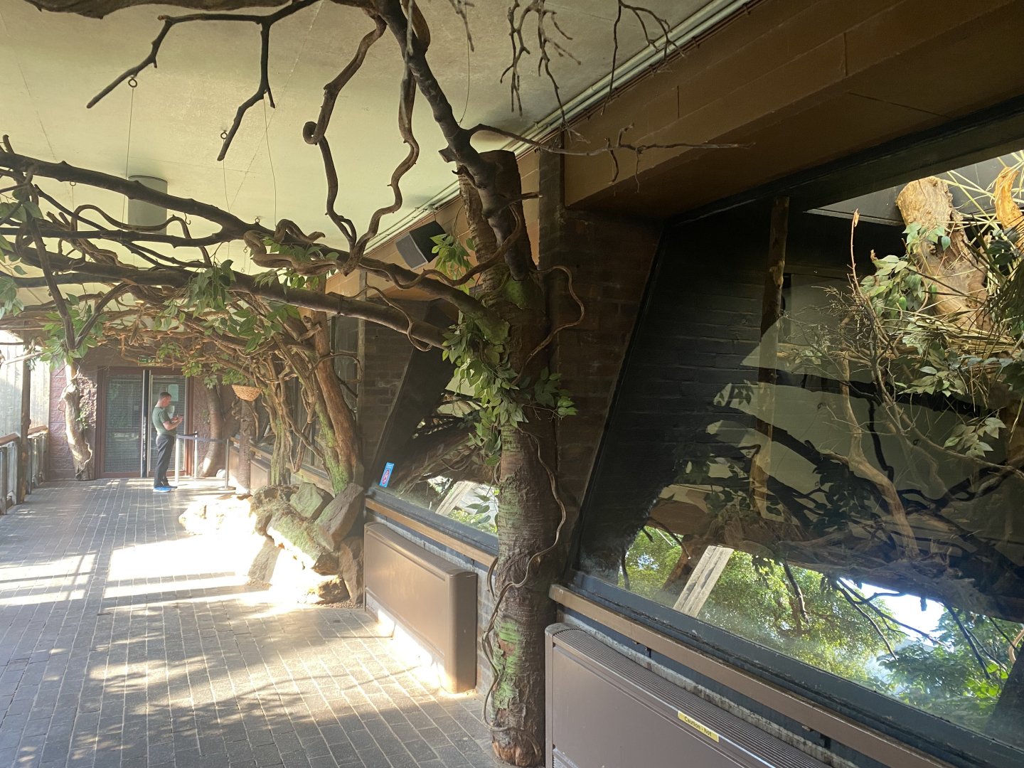 Rainforest Life - Narrow-striped boky enclosure 180322