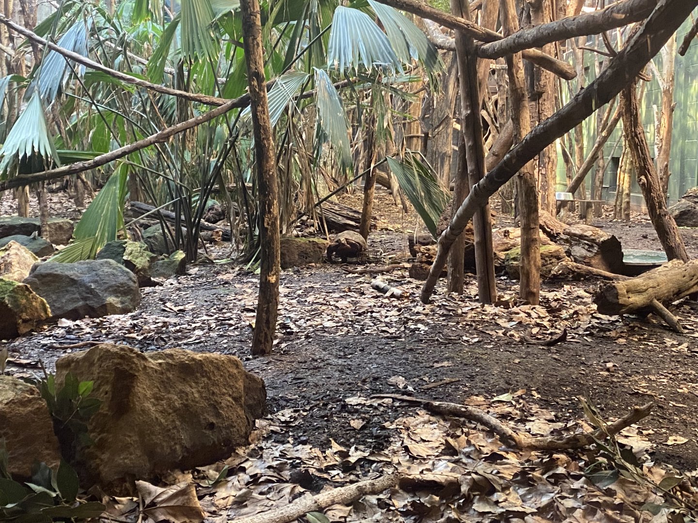 Rainforest Life - Red-footed tortoise 180322