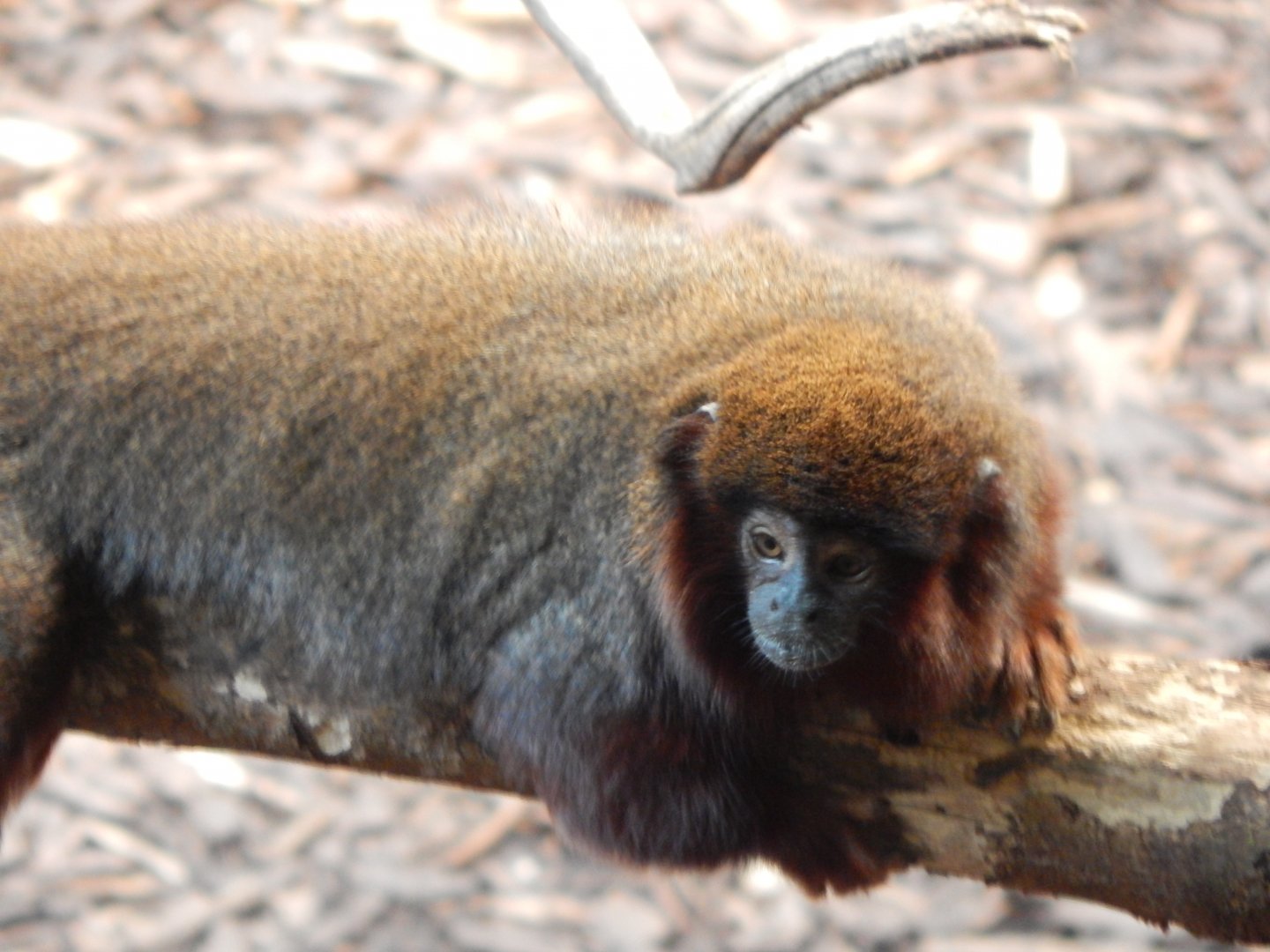 Rainforest Life - Red titi 180322