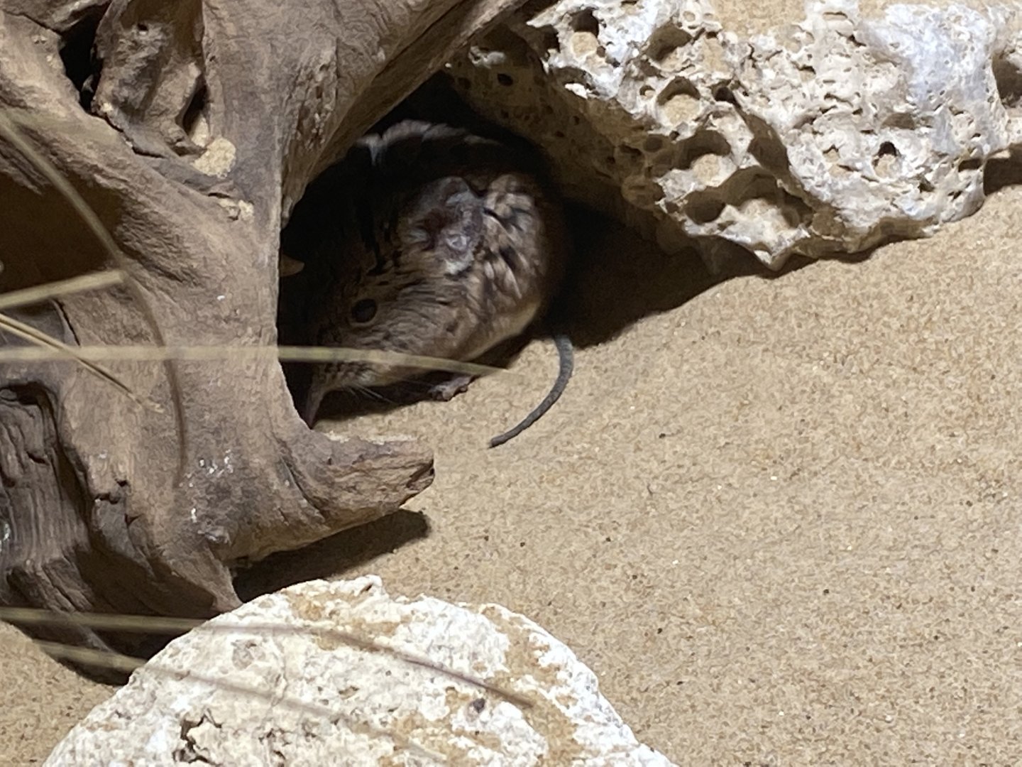 Rainforest Life - Short-eared elephant shrew 180322
