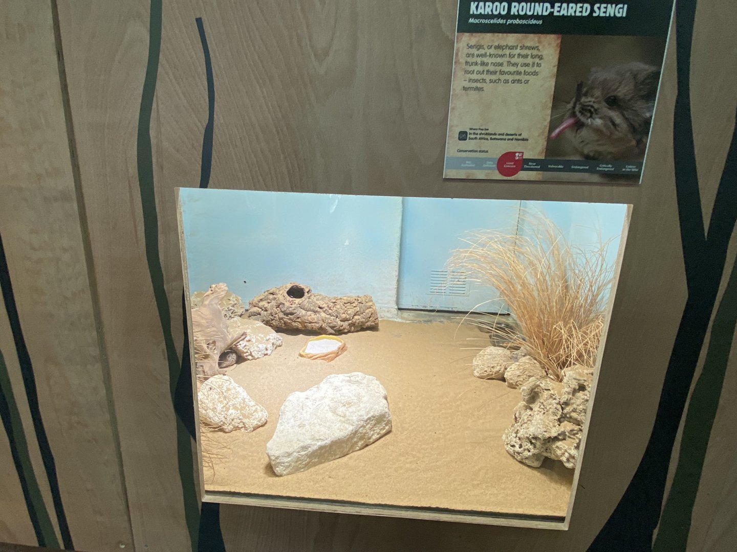 Rainforest Life - Short-eared elephant shrew exhibit 180322