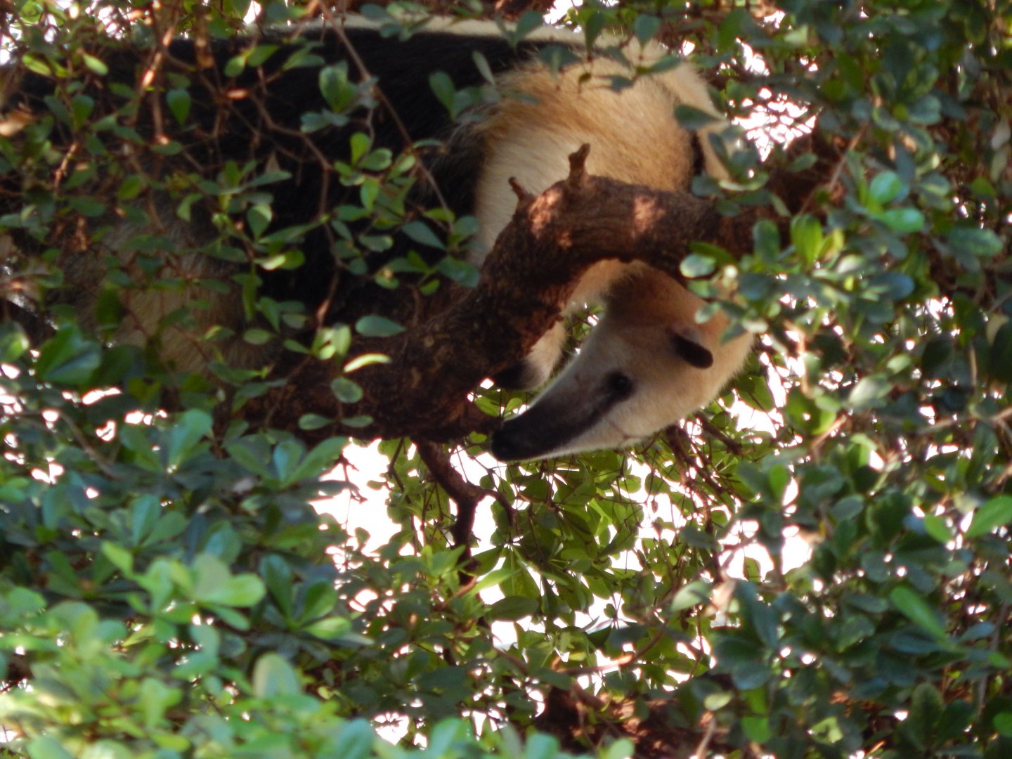 Rainforest Life - Southern tamandua 180322