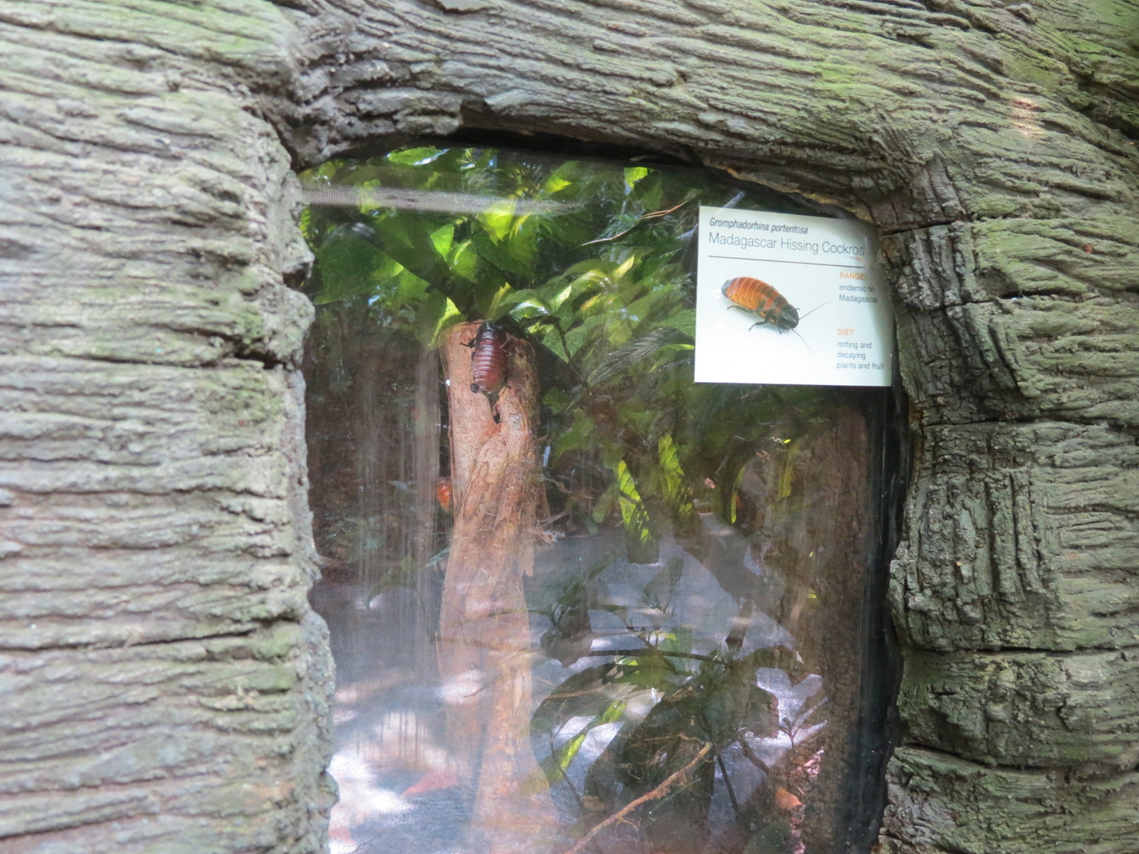 Rainforest - Madagascar Hissing Cockroach Exhibit